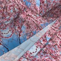 Sakura - Spring Tree Blossom Pink