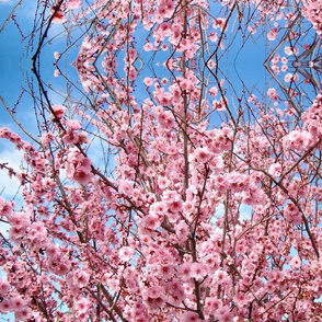 Sakura - Spring Tree Blossom Pink