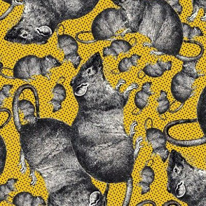 Rats on yellow background