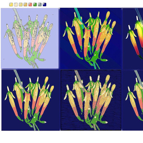 MultiMedia Paint by Numbers