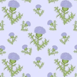 Prickly Scotch Thistle Small Print