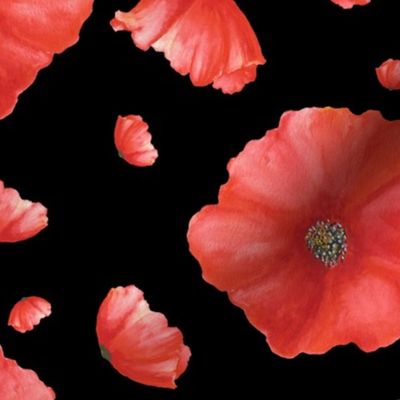 Red Poppies |Blooms on Black|Poppy Flower|Renee Davis