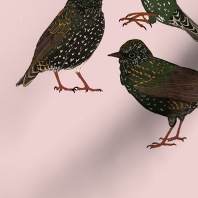 Starlings on Pink Background