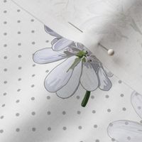 White Coriander Flowers  + Dots