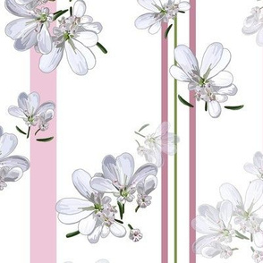 White Coriander Flowers + Pink Stripes