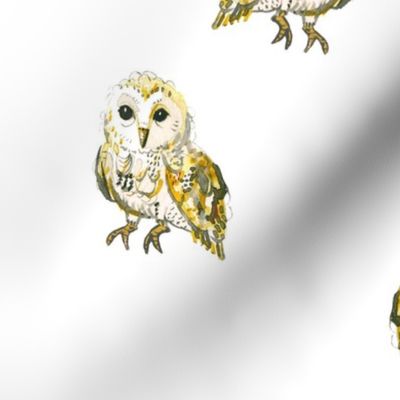 Watercolour Owls on White