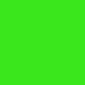 Lime Margarita Solid Summer Party Color