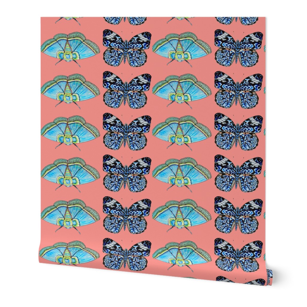 indigo blue butterfly coral