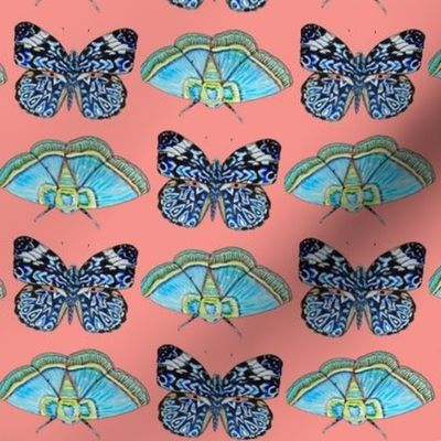 indigo blue butterfly coral