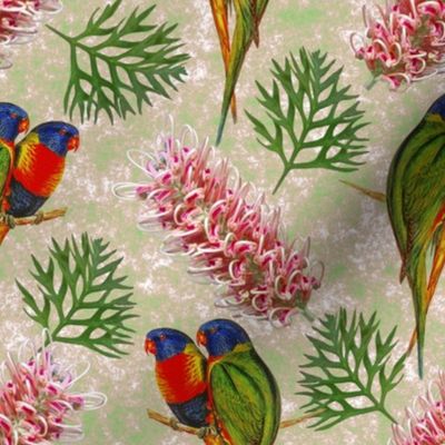 Rainbow Lorikeet Grevillea Australia