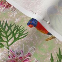 Rainbow Lorikeet Grevillea Australia