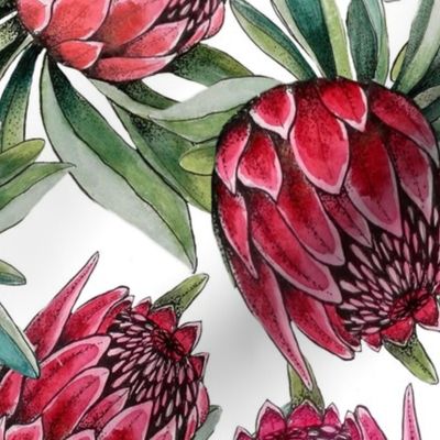 watercolor protea flowers on white