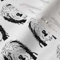 Bearded Collie Heads in Black and White