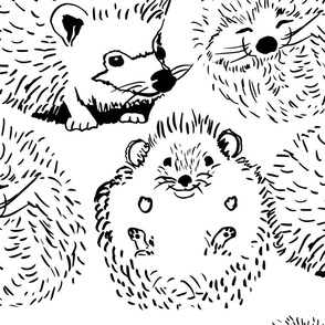 hedge hogs