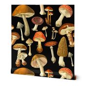 vintage botanical fungus_black