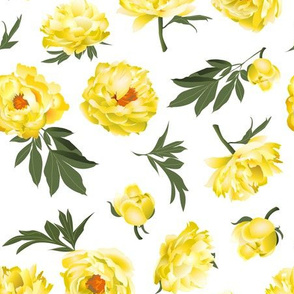 yellow peonies on white