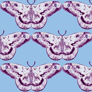 White & Plum Moth on Blue