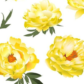 yellow peonies on white - large scale