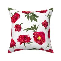 red peonies on white - large scale