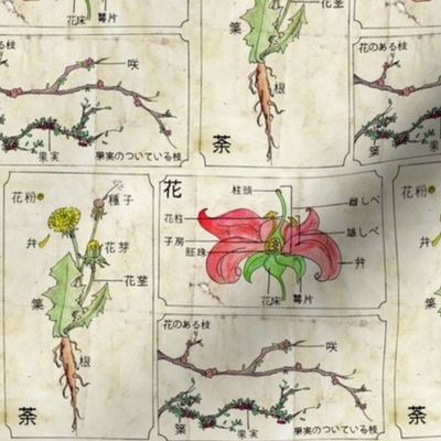 Kanji Botanical Illustration