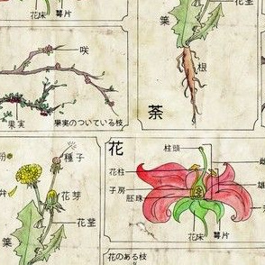 Kanji Botanical Illustration