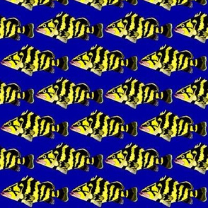 Treefish Rockfish on deep blue