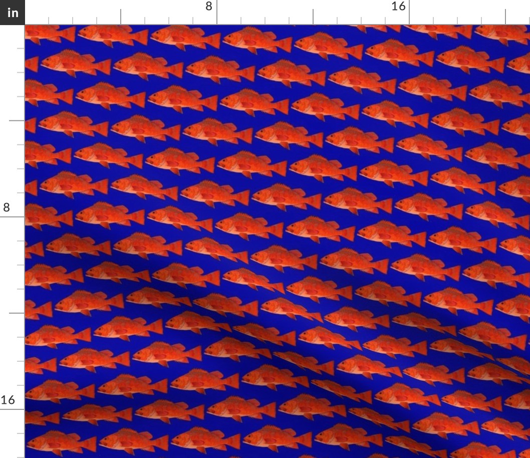 Vermilion Rockfish on deep blue