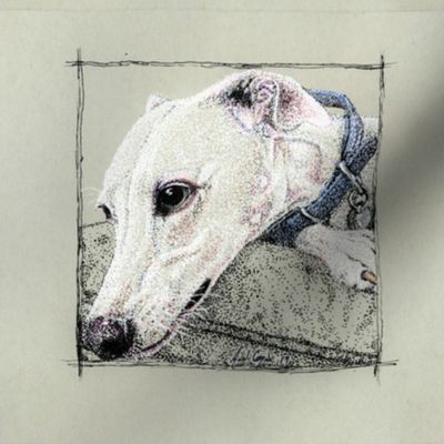 Whippet/Greyhound  Hugo3 (lighter)