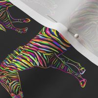 Rainbow Zebra  on black background. 
