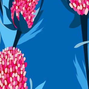 Pink Banksia in Blue Background