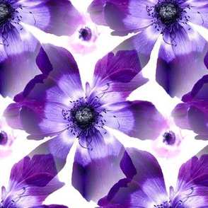 Purple Ranunculus