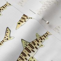 Leopard shark