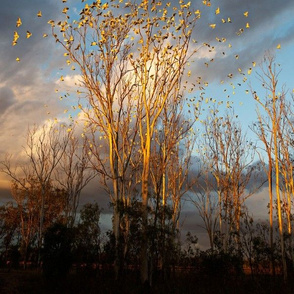 Bird Tree Sunset