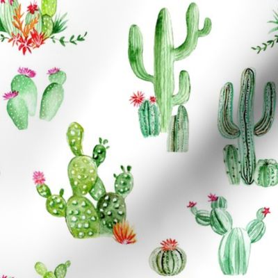 Cactus and Succulents // White