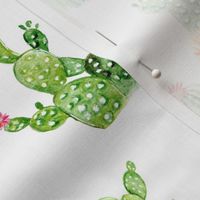 Cactus and Succulents // White