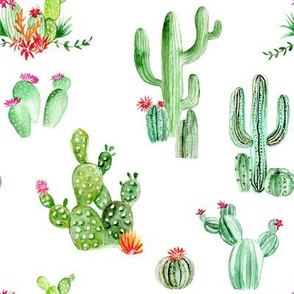 Cactus and Succulents // White