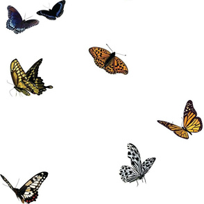 Butterflies