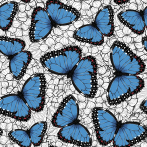 Blue morpho butterflies