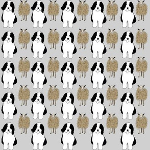 Sheep Dog with Gray background