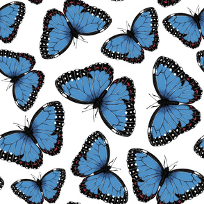Blue morpho butterflies on white