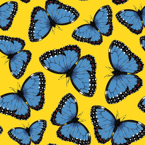 Blue morpho butterflies on yellow
