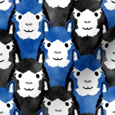 Alpaca pride - blue stripes