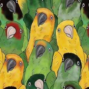 XL Quirky Conures