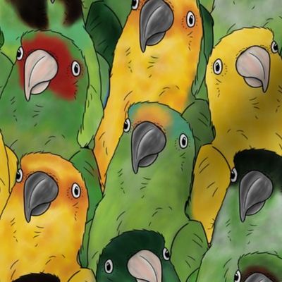 Large Quirky Conures