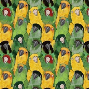 Large Quirky Conures