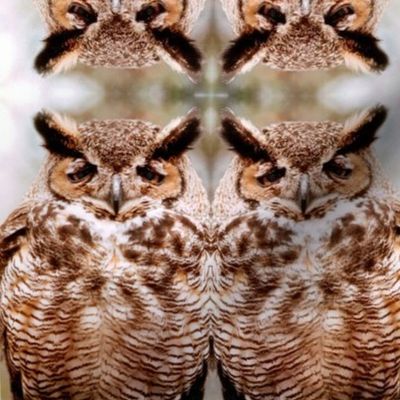Owl with an attitude 2 multi