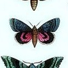 Coloured_moths