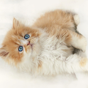 Little Ginger Kitten