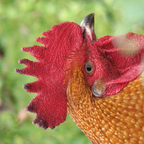 Animal Portraits -  Royal Rooster