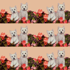 West Highland white terriers_in_the_garden